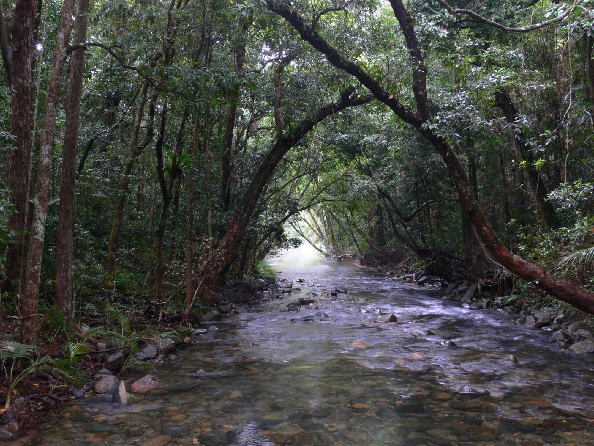 Heritage Lodge - In The Daintree Kültér fotó