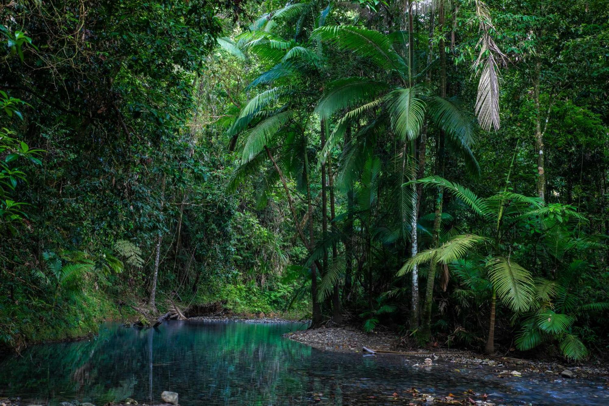 Heritage Lodge - In The Daintree Kültér fotó