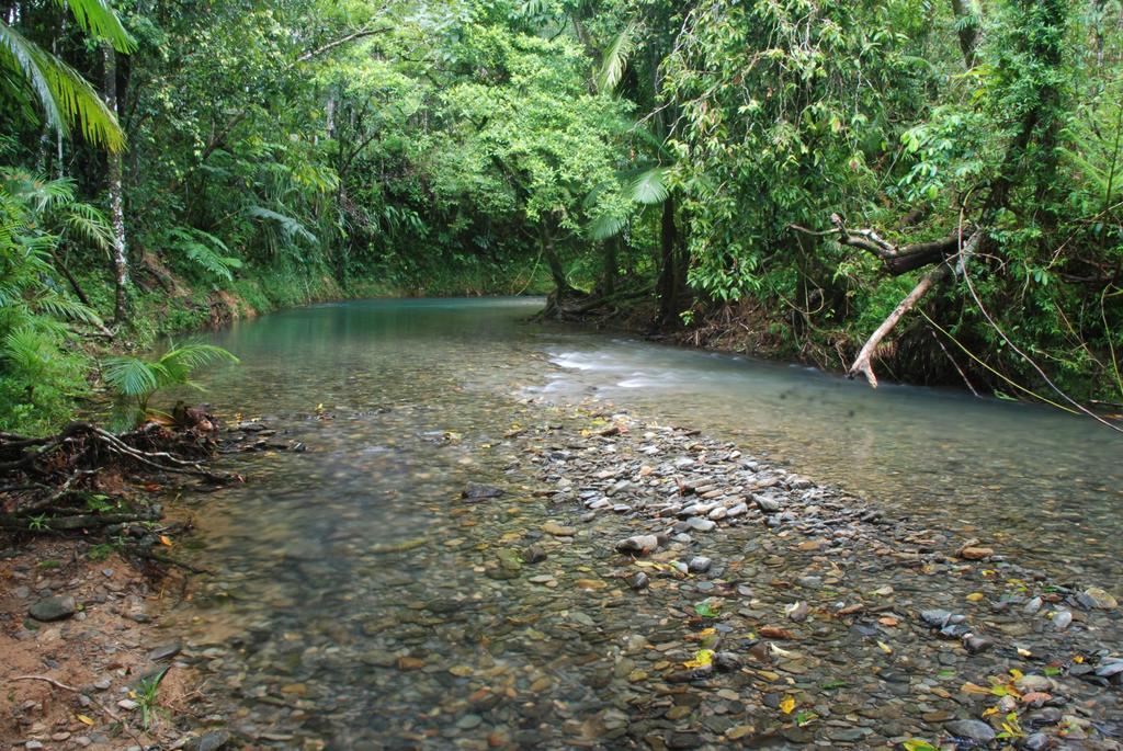 Heritage Lodge - In The Daintree Kültér fotó
